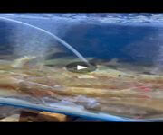 Live Seafood Stall image 4